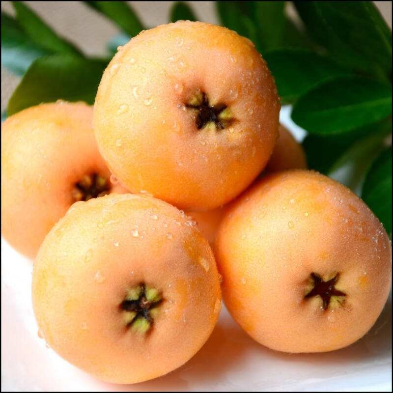 枇杷苗，嫁接枇杷，川西苗木种植有限公司各种优质嫁接苗均有