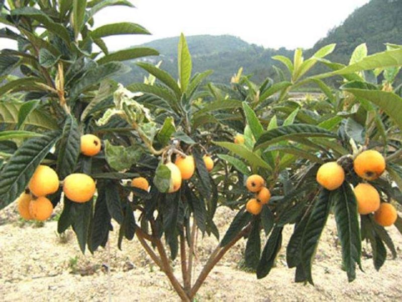 枇杷苗，嫁接枇杷，川西苗木种植有限公司各种优质嫁接苗均有