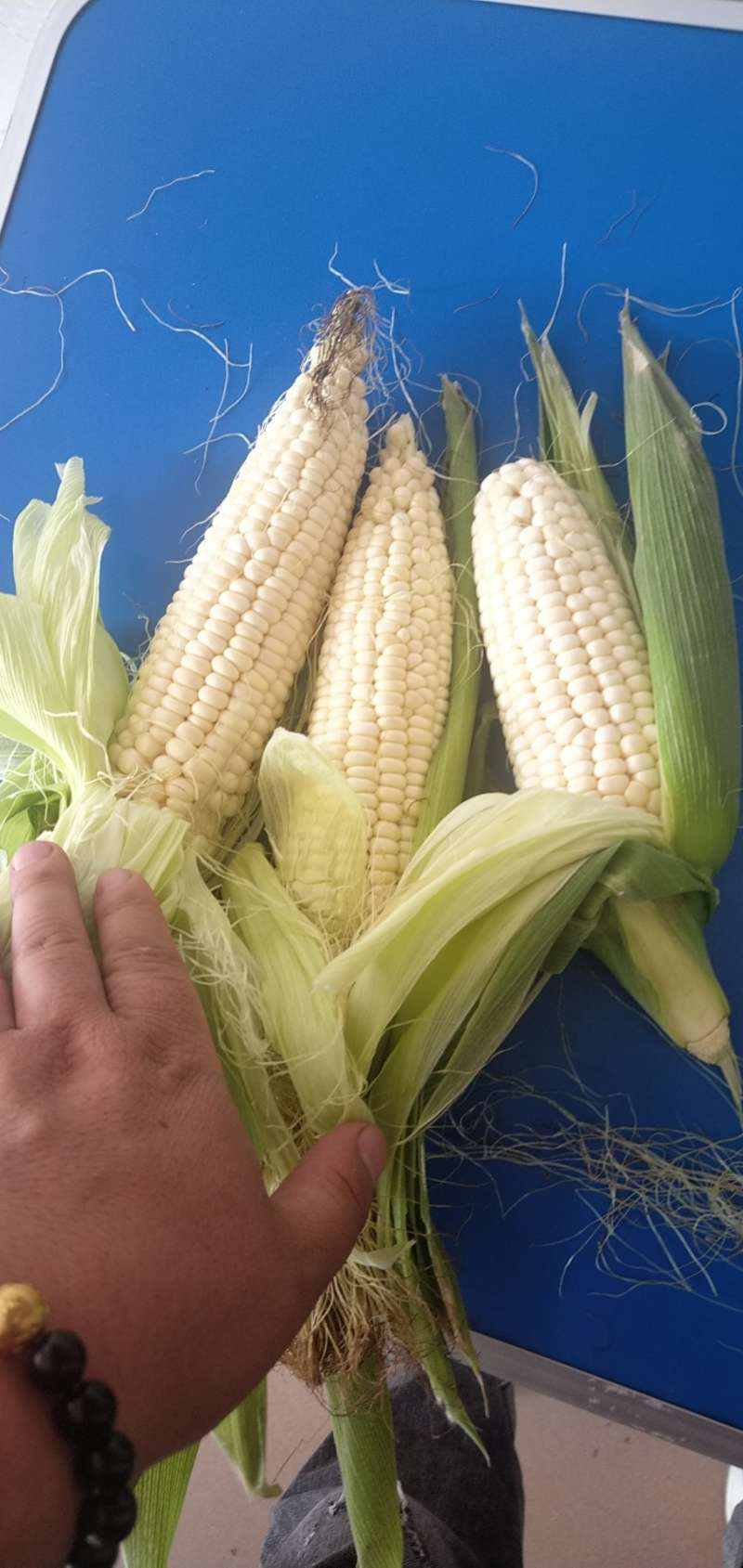 白甜糯玉米（甜加糯），澳甜糯玉米，满仓无虫眼
