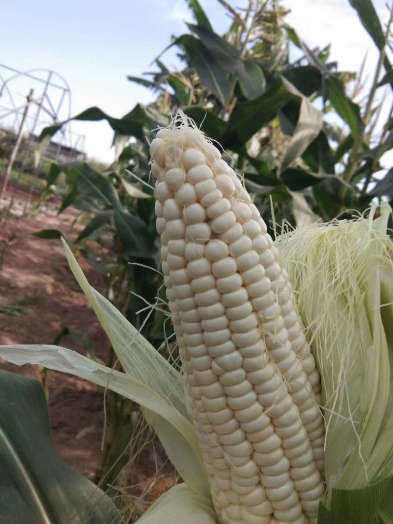 白甜糯玉米（甜加糯），澳甜糯玉米，满仓无虫眼