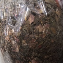 野生金线莲干货欢迎合作共赢