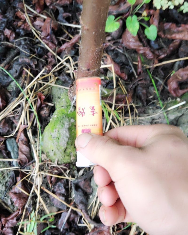 樱桃嫁接苗，黑珍珠，脆樱桃，川西苗木有限公司
