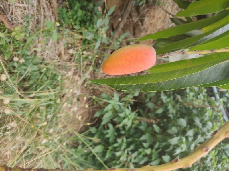 贵妃芒果