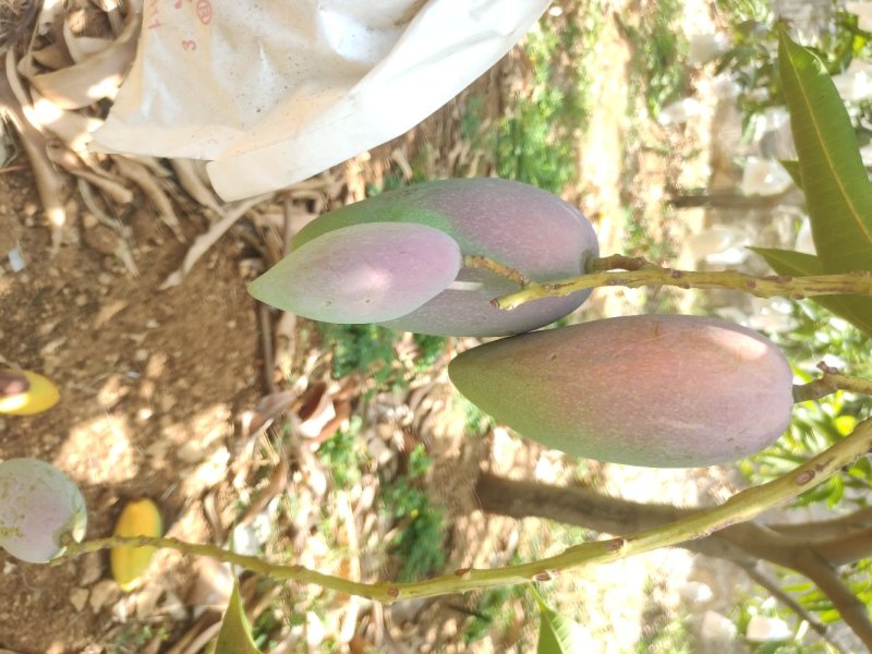 贵妃芒果