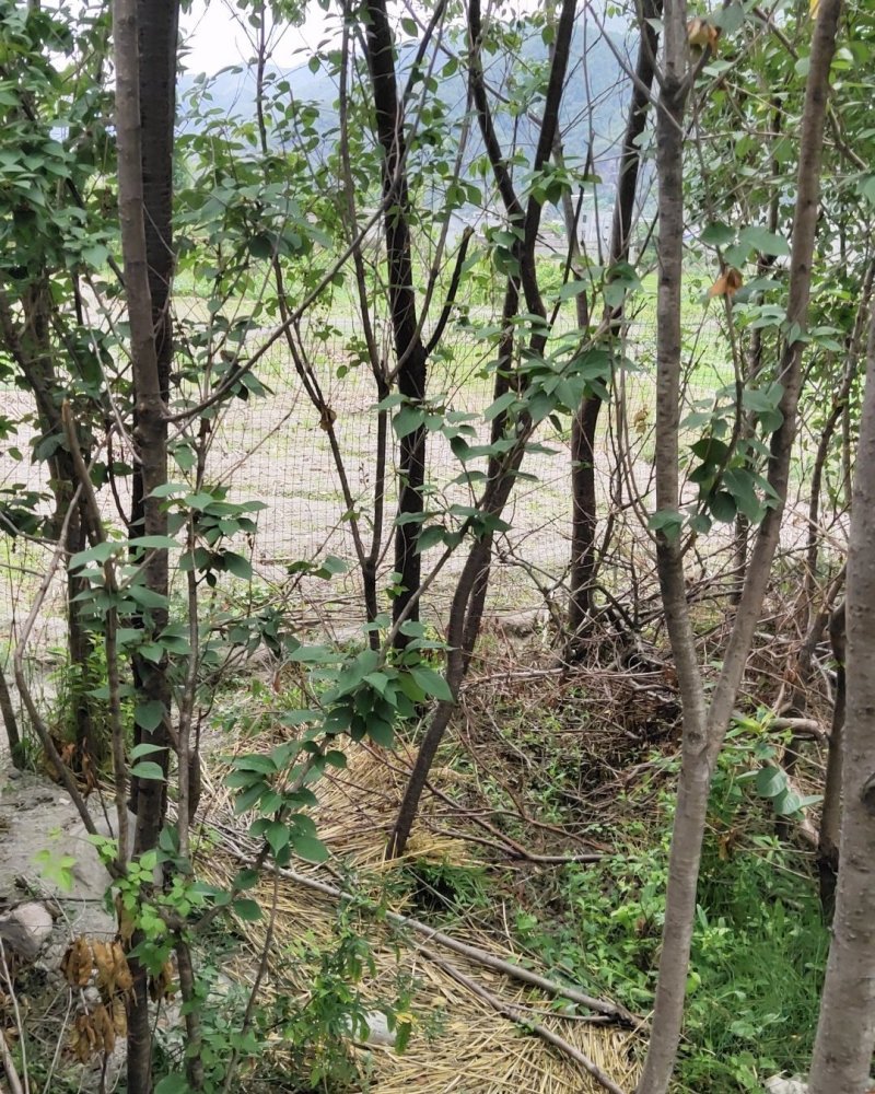 樱花树，单瓣重瓣，粉红，大红，纯白均有，基地直销价格实惠