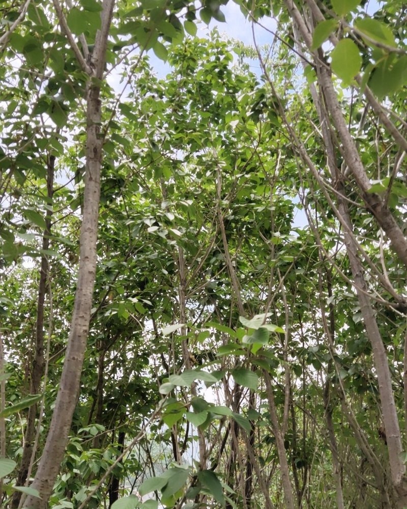 樱花树，单瓣重瓣，粉红，大红，纯白均有，基地直销价格实惠