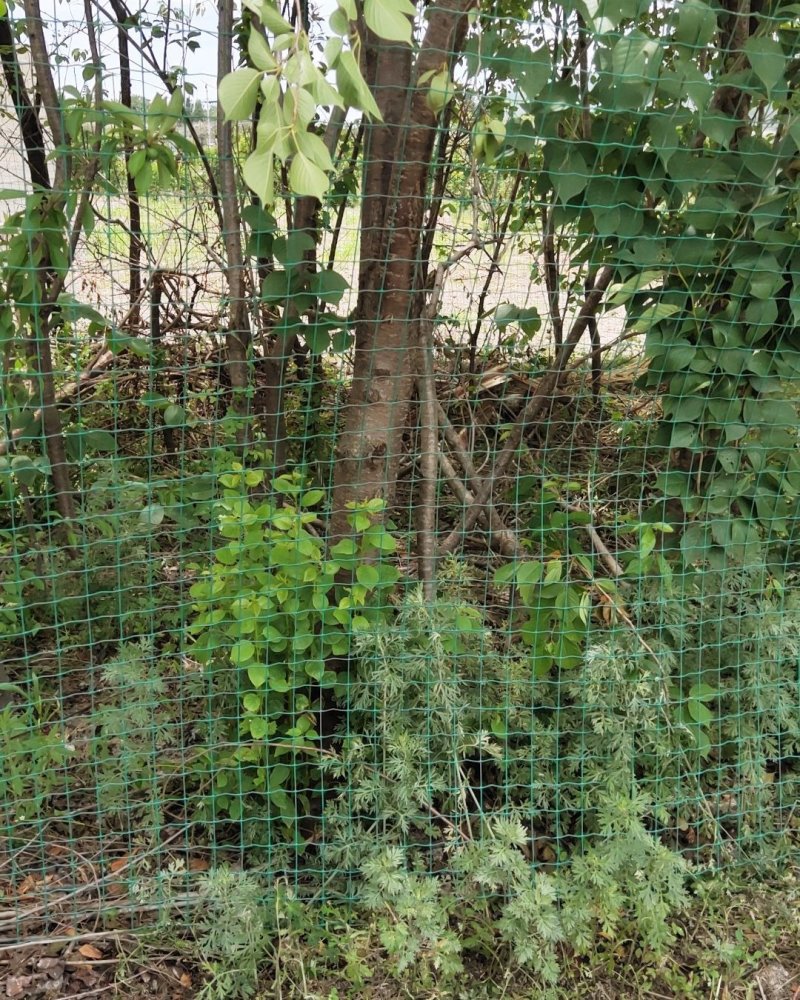 樱花树，单瓣重瓣，粉红，大红，纯白均有，基地直销价格实惠
