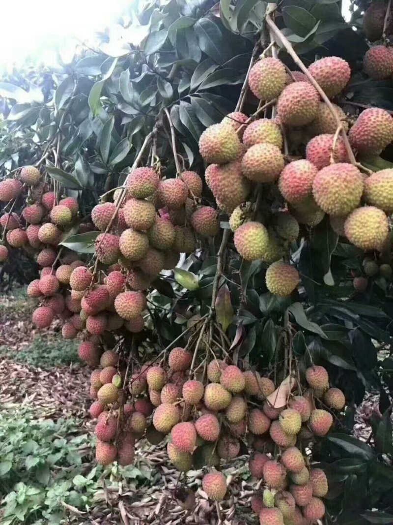 妃子笑，