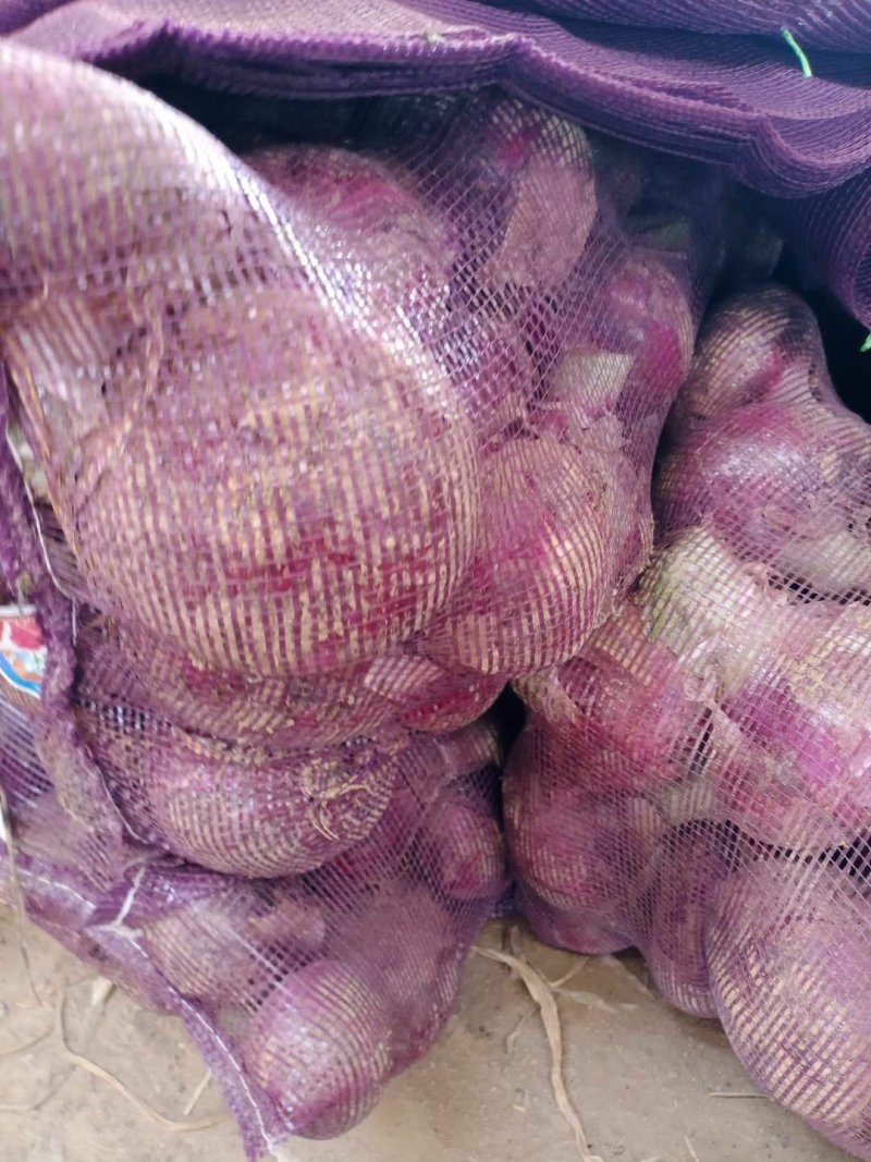 河南精品二红洋葱，产地直供，货源充足，现面向全国供货