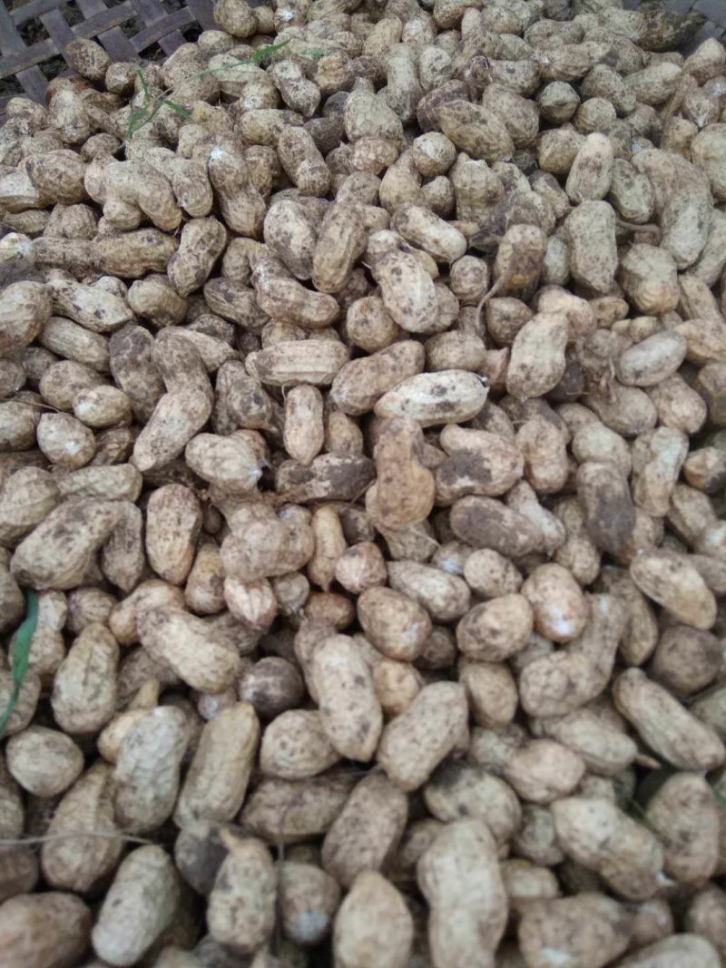新鲜花生出炉