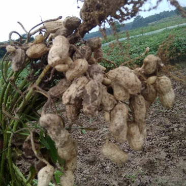 新鲜花生出炉