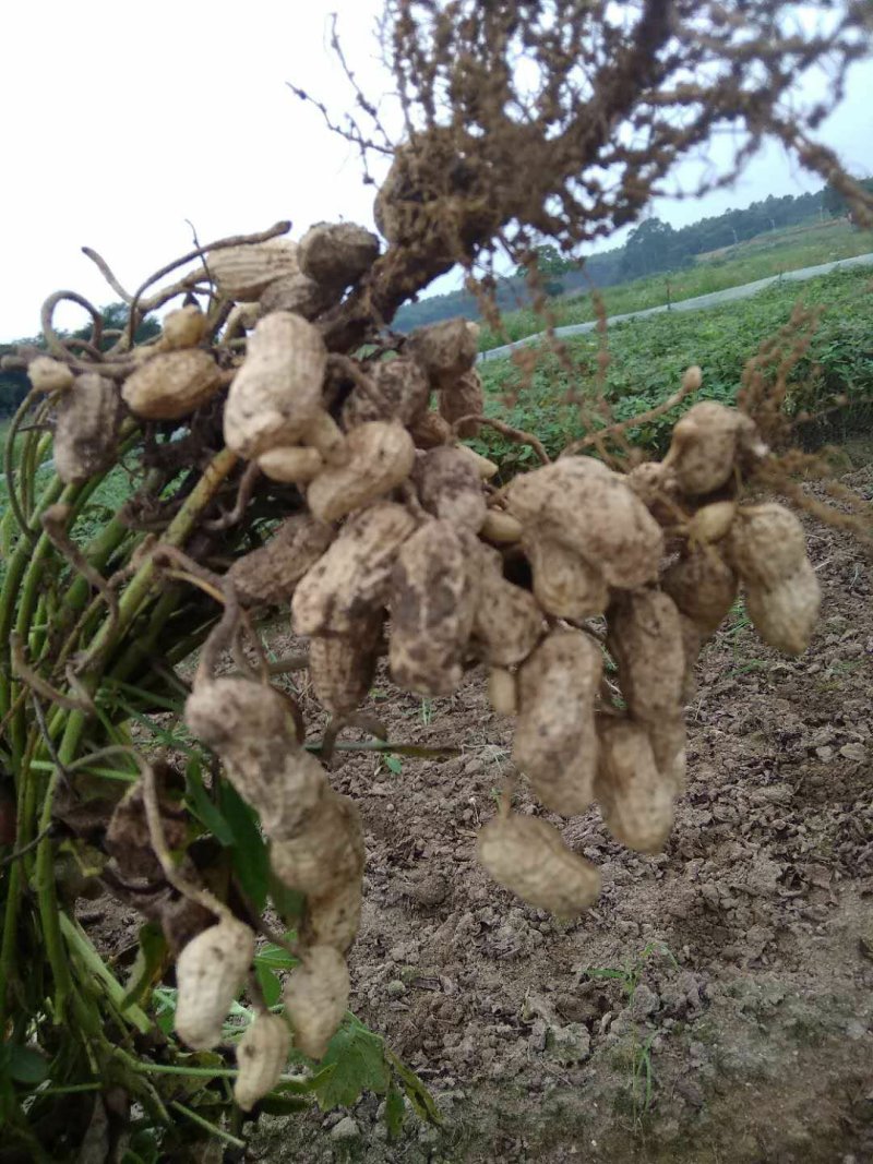 新鲜花生出炉