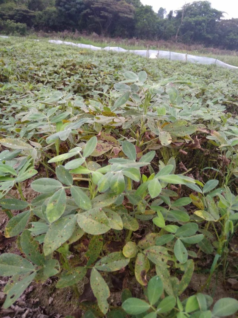 新鲜花生出炉