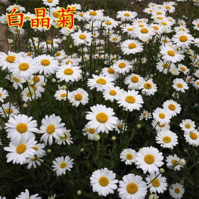 白晶菊种子四季盆栽种子耐寒耐荫种子多年生花种子