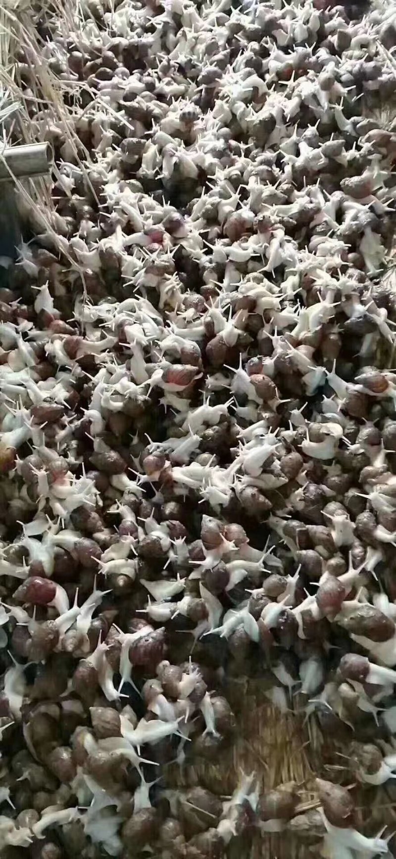 江苏白玉蜗牛养殖基地专业种蜗培育