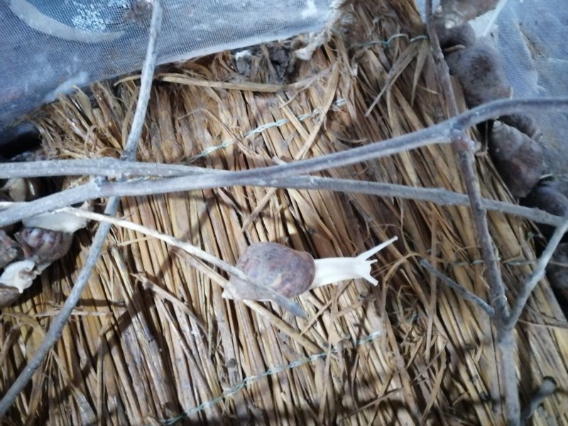 江苏白玉蜗牛养殖基地专业种蜗培育