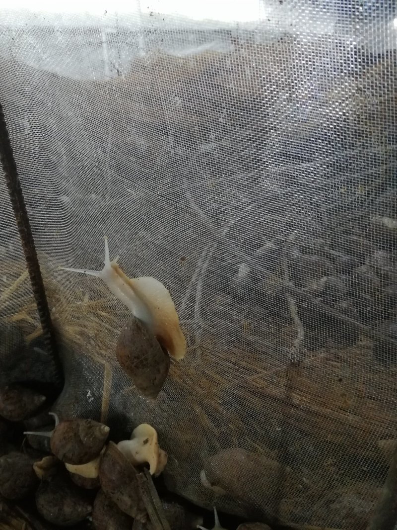 江苏白玉蜗牛养殖基地专业种蜗培育