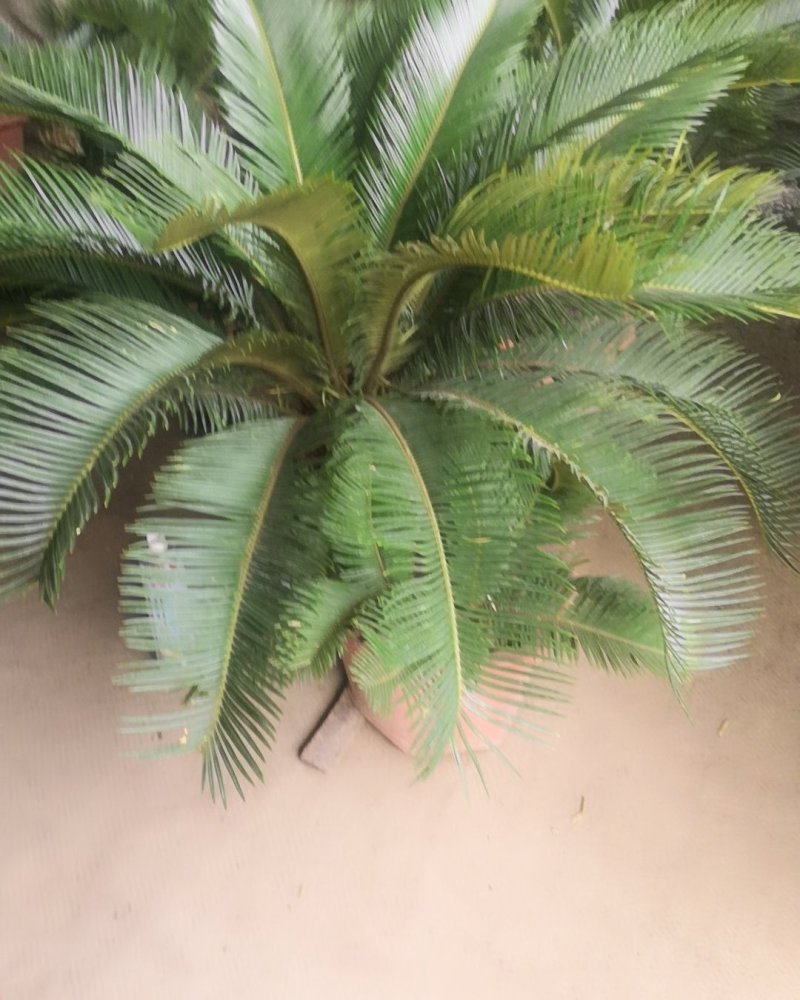 铁树，四季常青高端大气避邪植物，居家必备。
