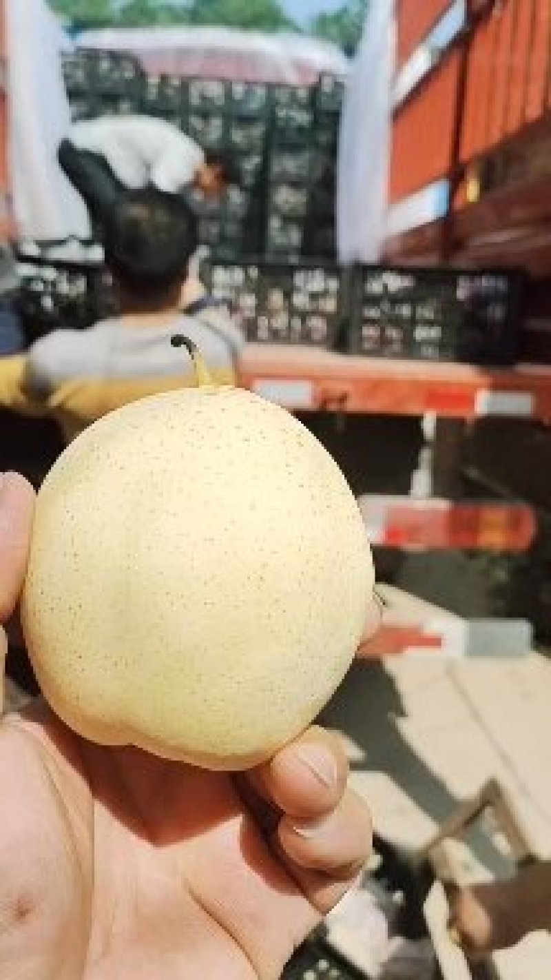 (欢迎来电咨询)水晶鸭梨，质优价廉，产地直销