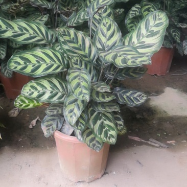 孔雀竹芋，观叶类植物，美观高端。