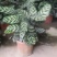 孔雀竹芋，观叶类植物，美观高端。