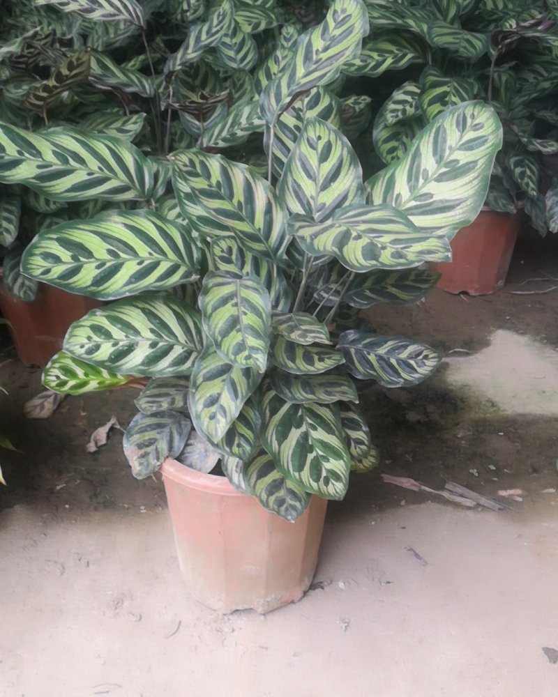 孔雀竹芋，观叶类植物，美观高端。