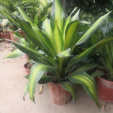 巴西铁盆栽，观叶观花类植物，净化空气。