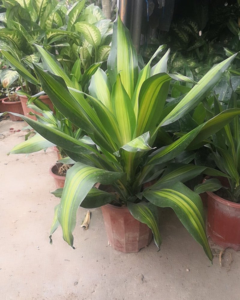 巴西铁盆栽，观叶观花类植物，净化空气。