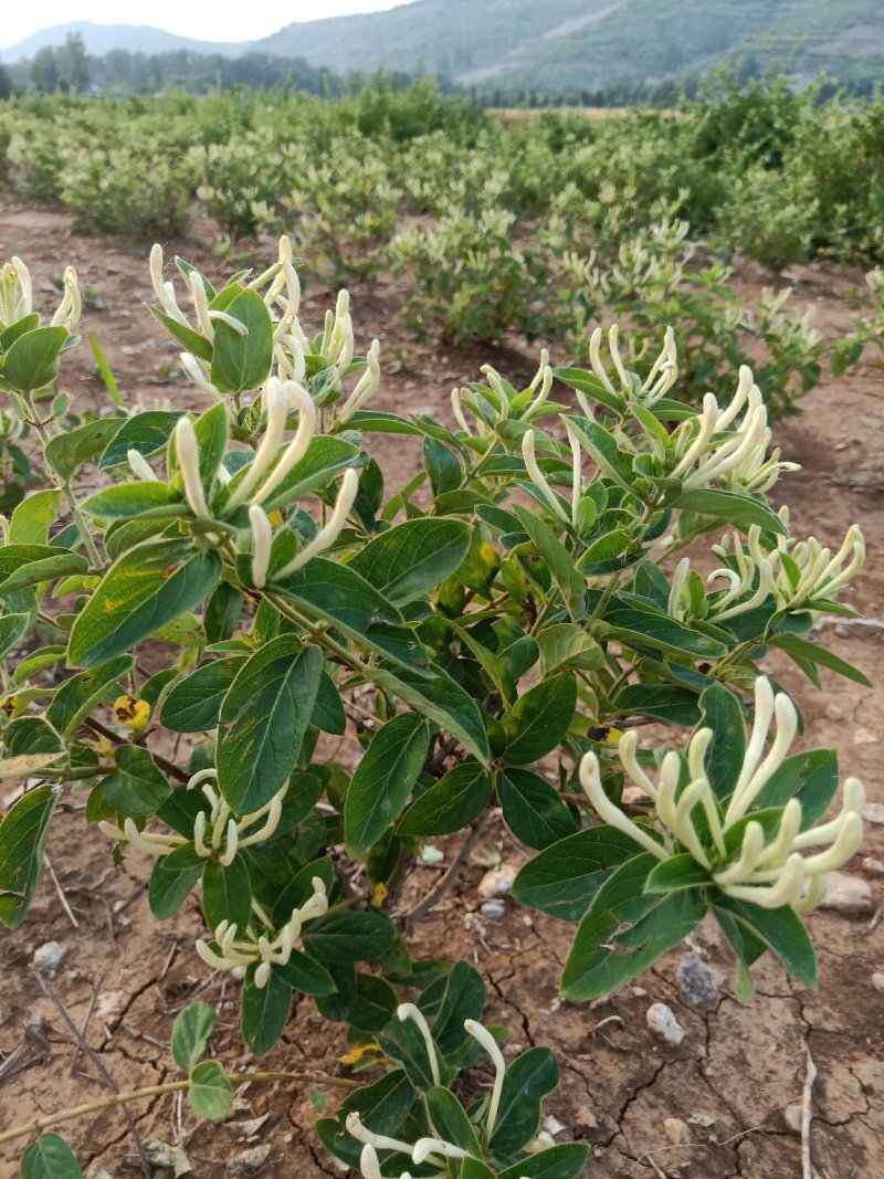 优质金银花苗，四季金银花苗包回收包技术可签合同