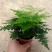 大小文竹盆栽，优选观赏植物，基地直销发货带盆