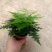 大小文竹盆栽，优选观赏植物，基地直销发货带盆