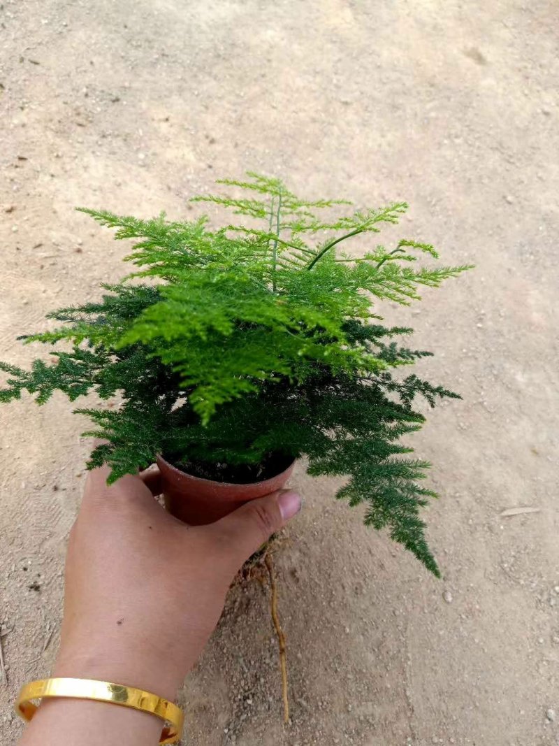 大小文竹盆栽，优选观赏植物，基地直销发货带盆