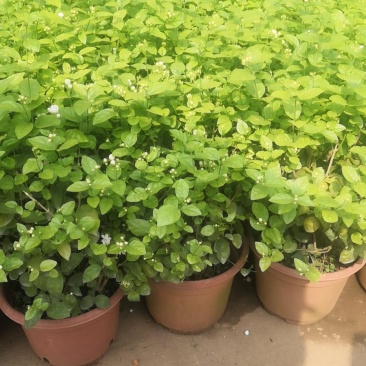 苏州茉莉花，浓香型观花观叶植物。