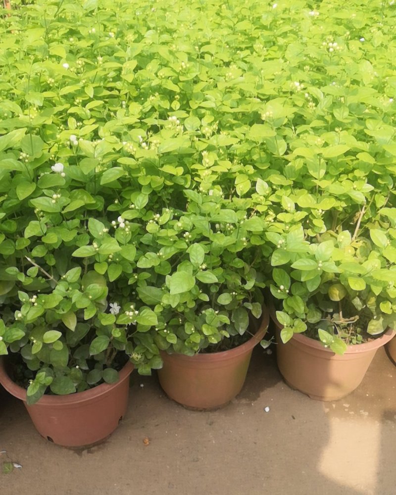 苏州茉莉花，浓香型观花观叶植物。