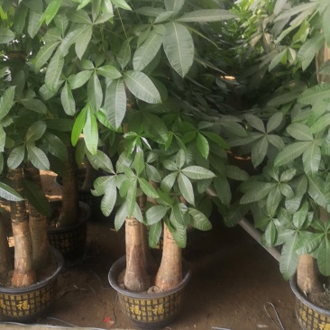 发财树，寓意很好的观叶观径植物。