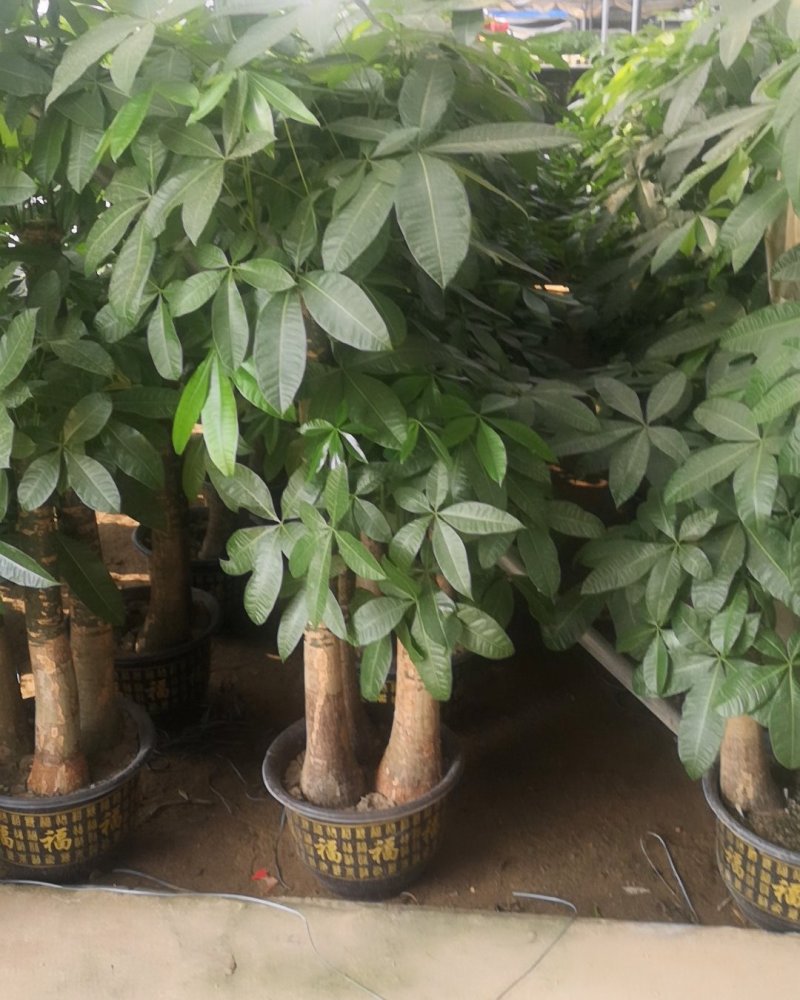 发财树，寓意很好的观叶观径植物。