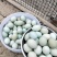 五黑鸡种蛋，五黑一绿壳蛋，蛋托发货受精率90%