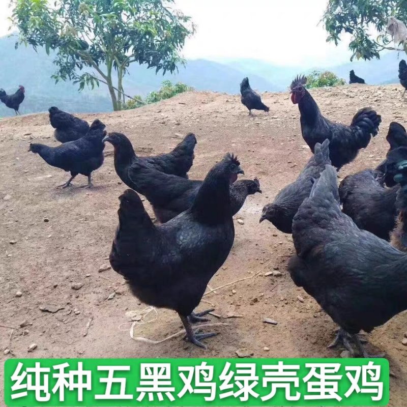 五黑鸡种蛋，五黑一绿壳蛋，蛋托发货受精率90%