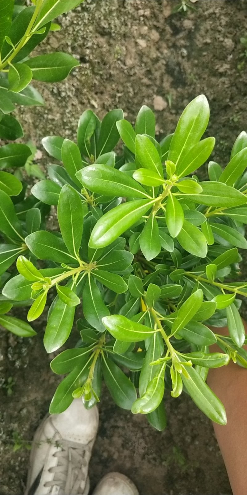 海桐小毛球