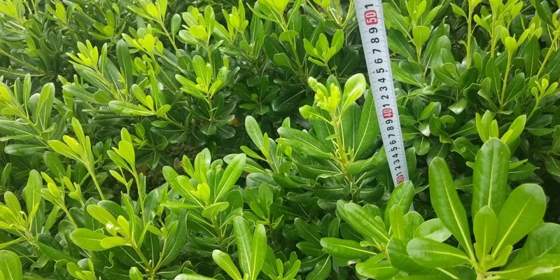 海桐小毛球