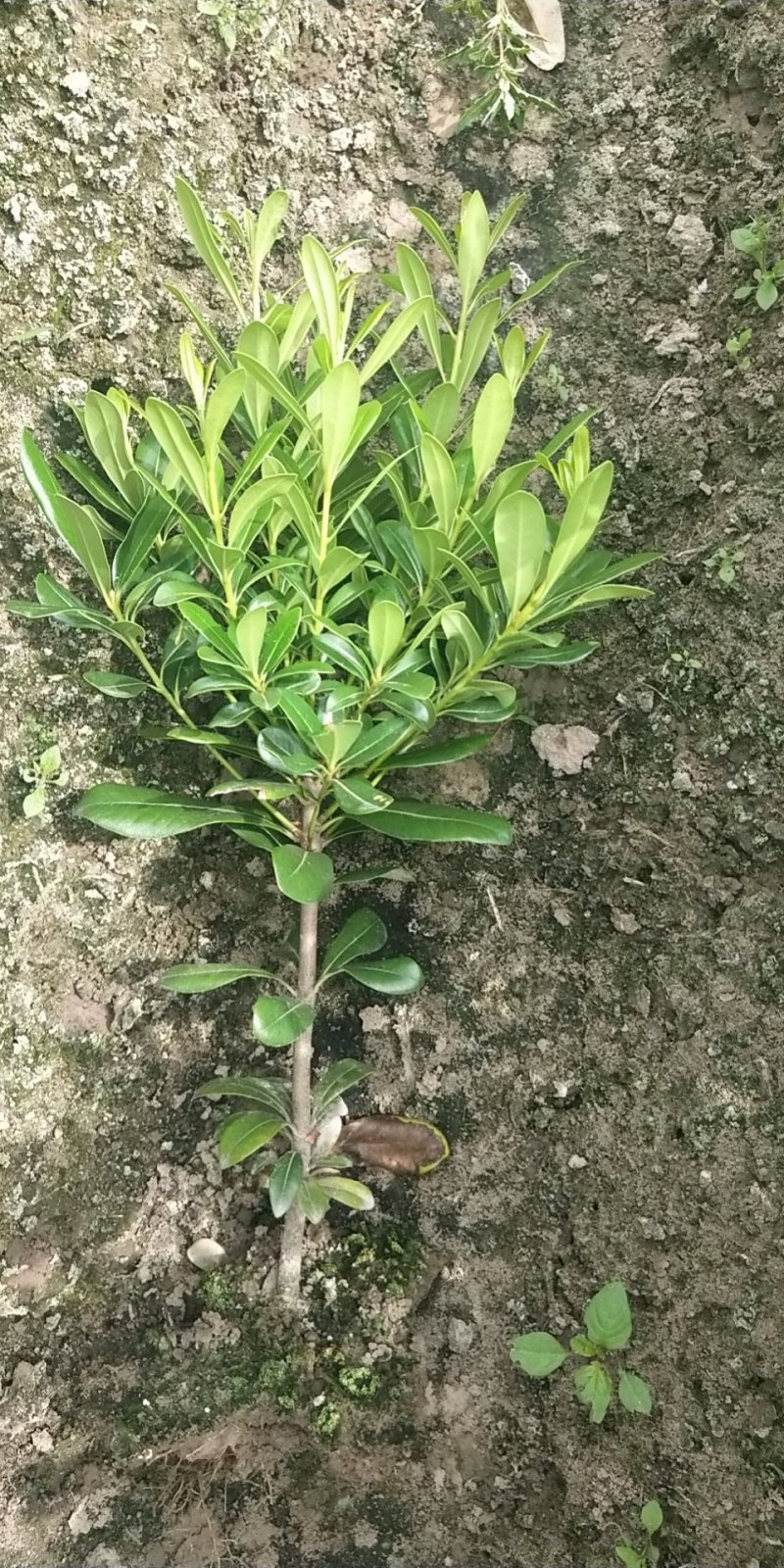 海桐小毛球
