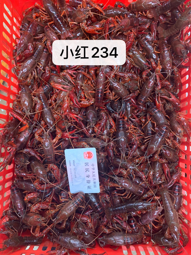 湖北潜江清水小龙虾各种规格批发包邮青红分开干净硬规格