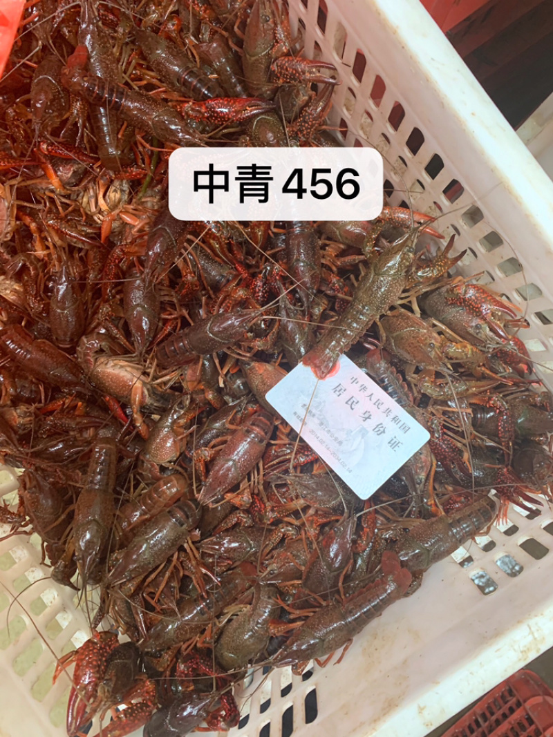 湖北潜江清水小龙虾各种规格批发包邮青红分开干净硬规格