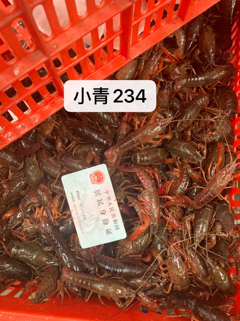 湖北潜江清水小龙虾各种规格批发包邮青红分开干净硬规格