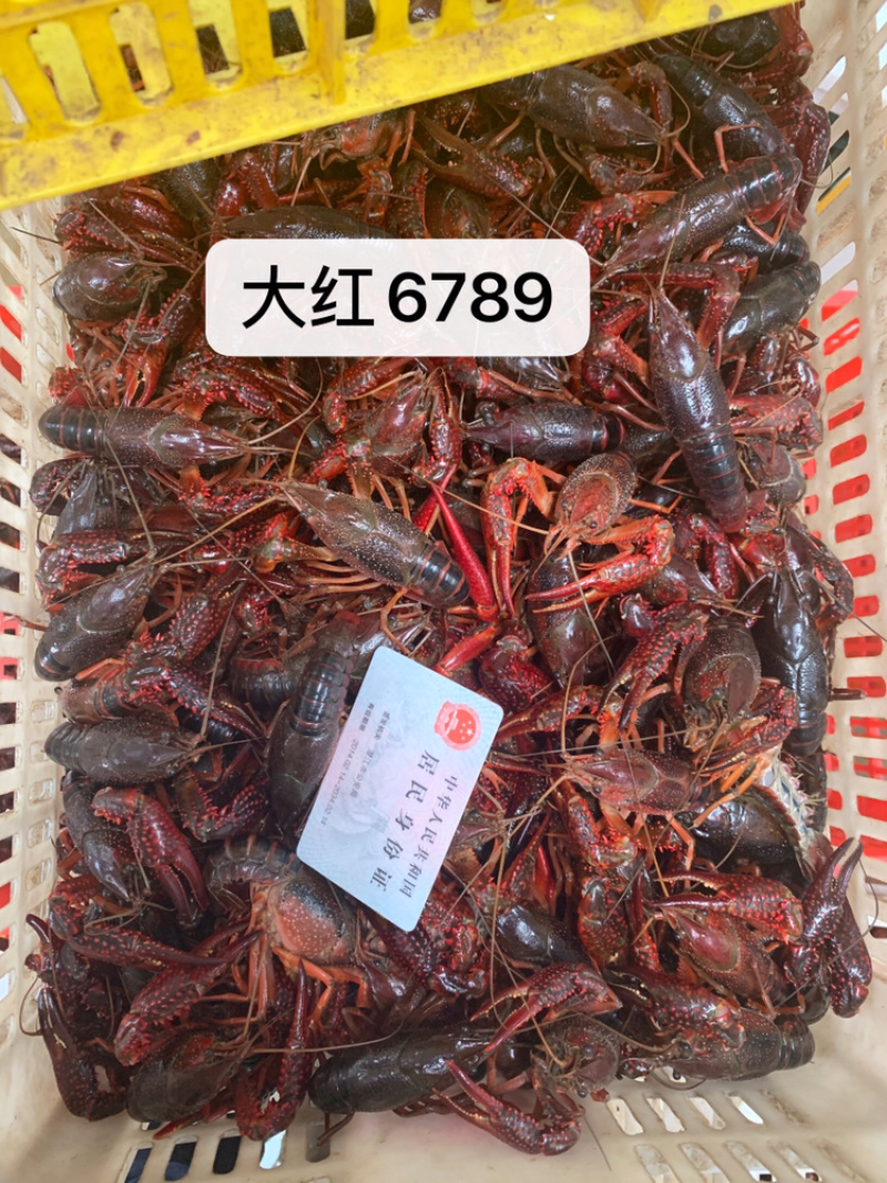 湖北潜江清水小龙虾各种规格批发包邮青红分开干净硬规格