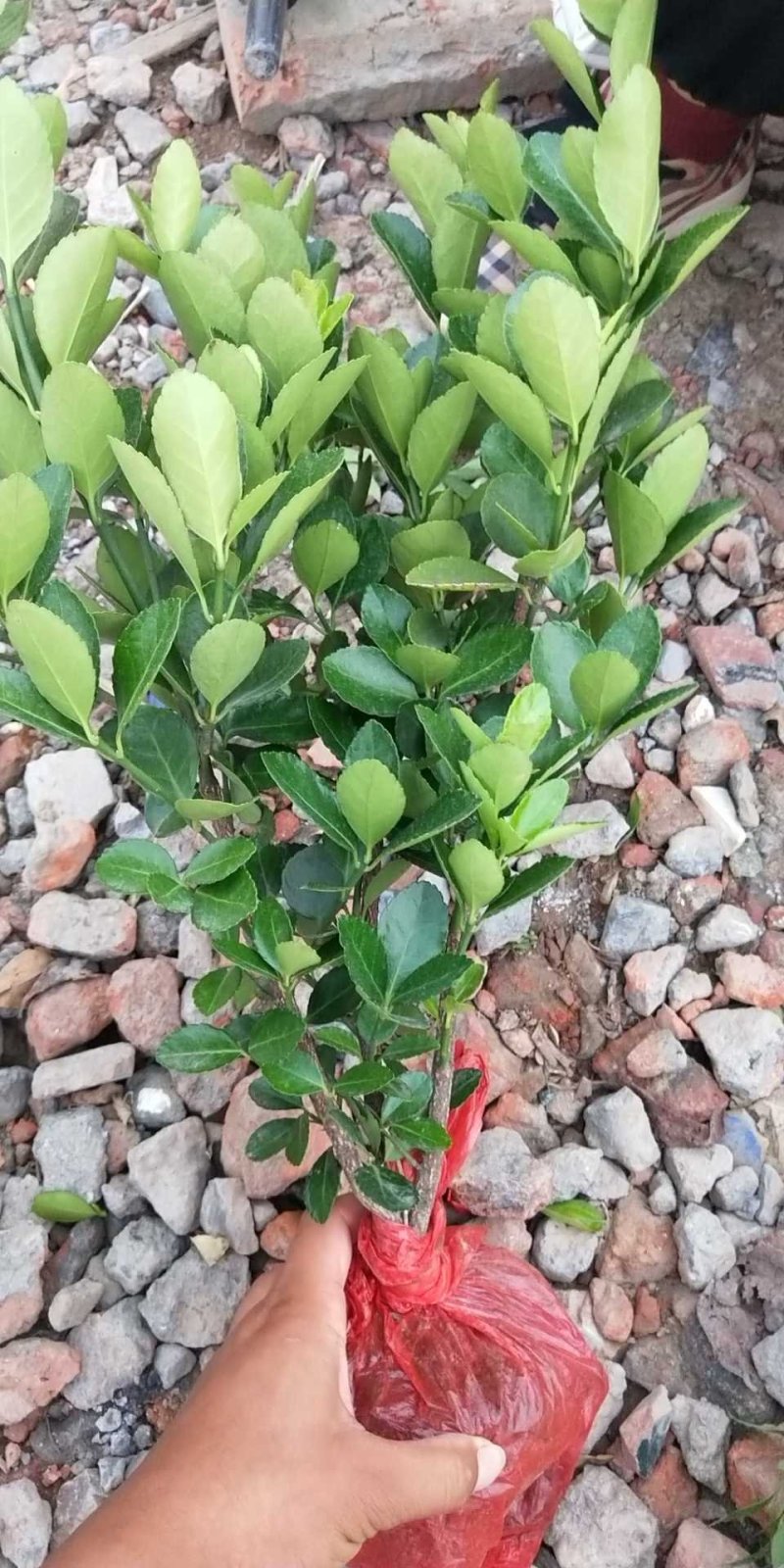 瓜子黄杨