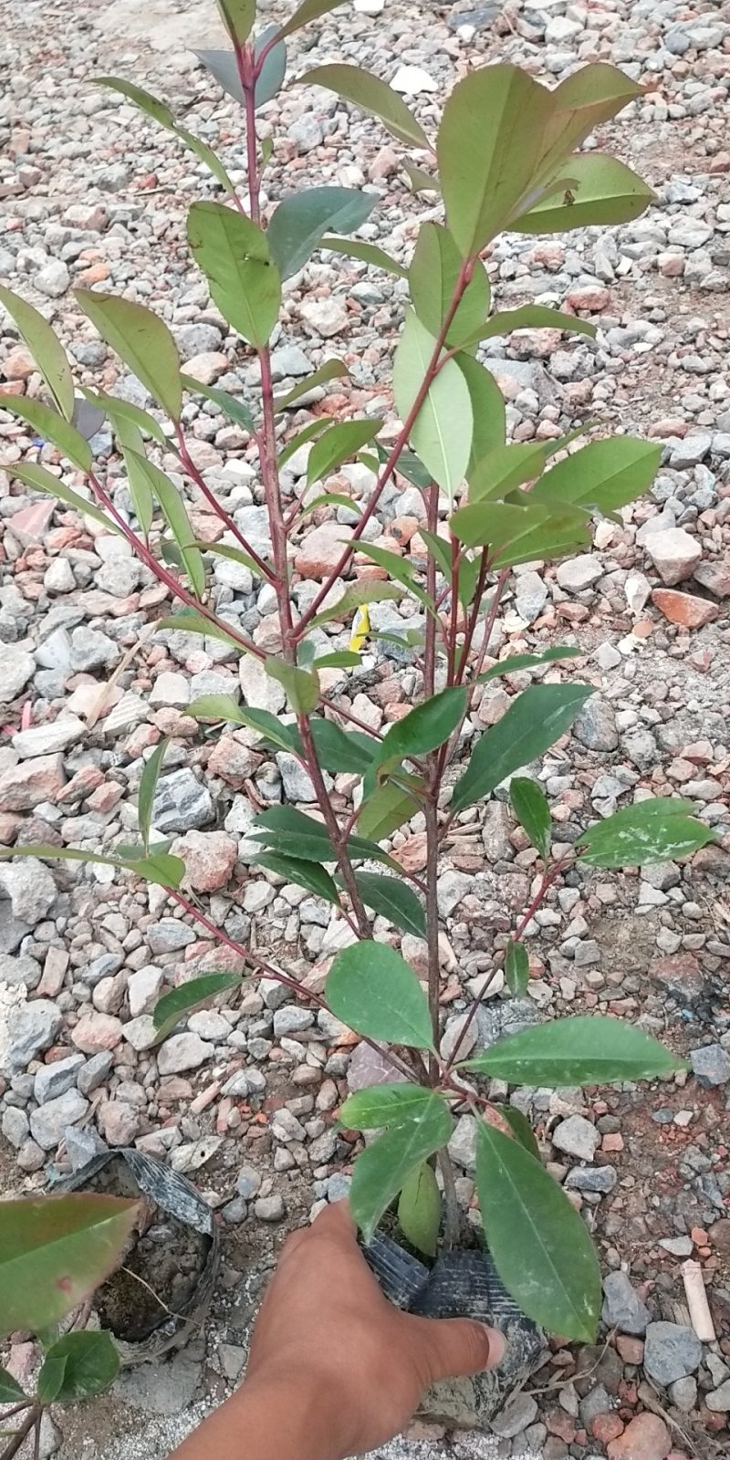 红叶石楠