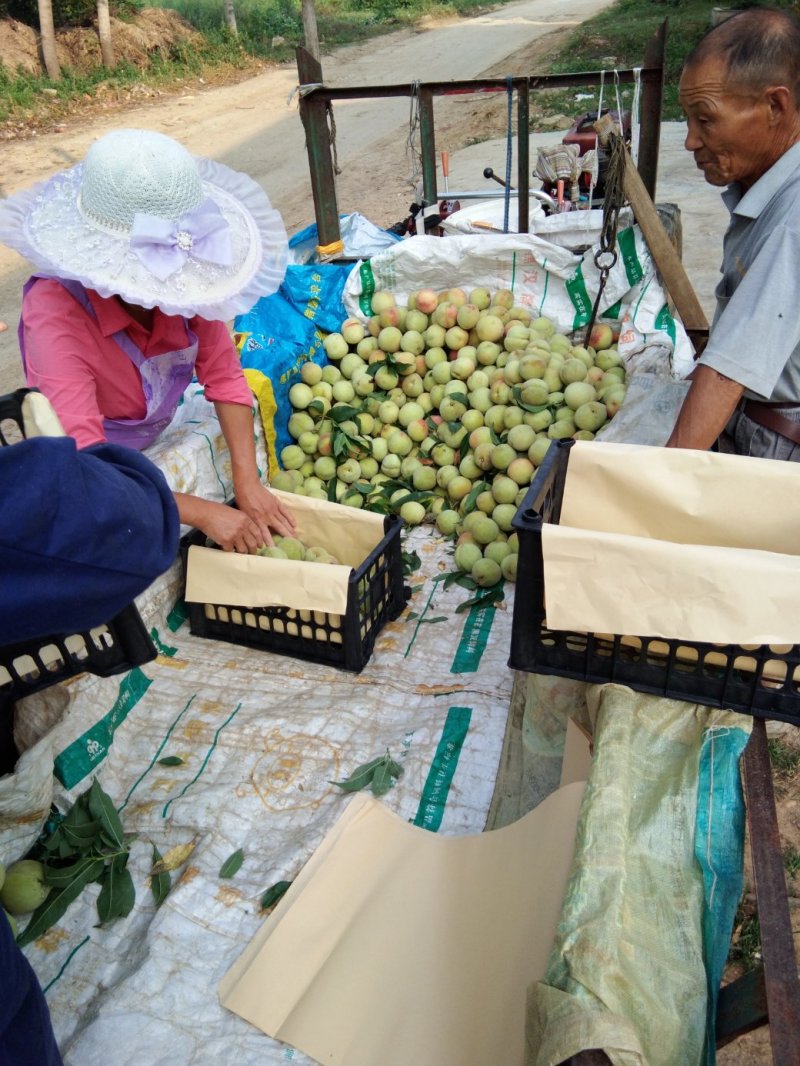 美脆（枣阳毛桃产地直供，大量供货）