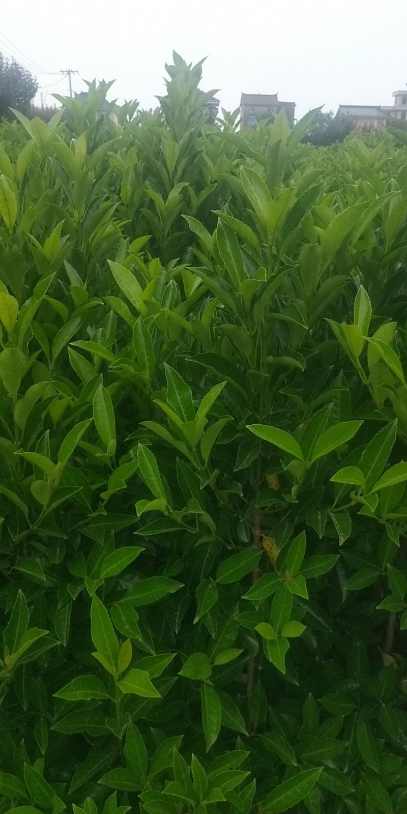 青珊瑚