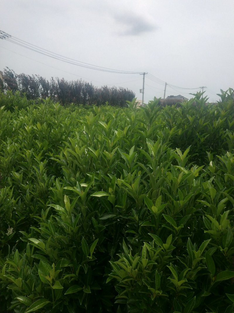 青珊瑚